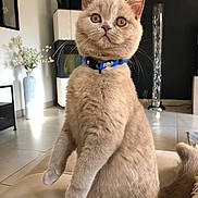 Blue a rejoint le concours — aidez-le/la à gagner de superbes lots ! animal, beige_cat, blue_collar, cat, cozy, curious, decor, floor, flowers, fluffy, furniture, indoor, living_room, modern, pet, portrait, sitting, tail, vase, whiskers