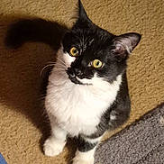 Charlie is registered to the contest to win money with this photo: cat, tuxedo_cat, kitten, black_and_white, pet, animal, feline, green_eyes, whiskers, pointed_ears, sitting, standing, indoor, carpet, floor, shadow, portrait, close_up, cute, alert