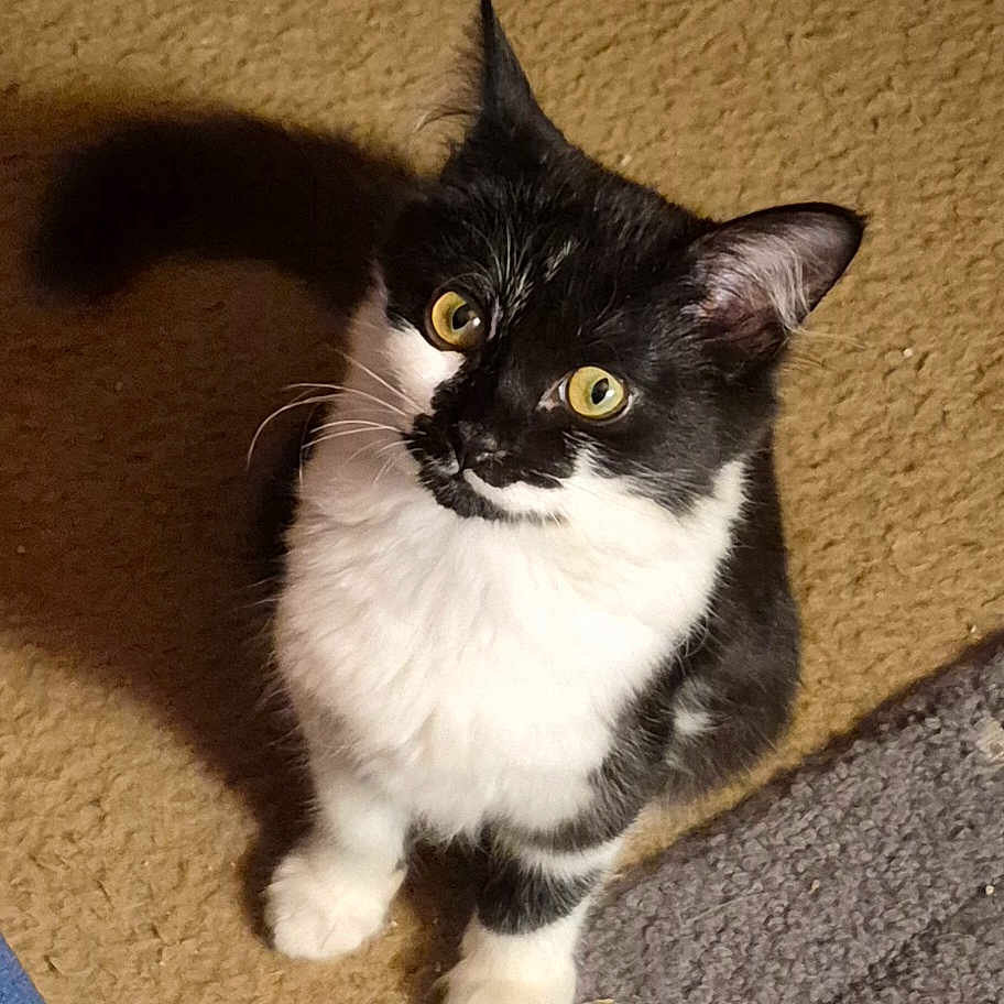 Charlie is registered to the contest to win money with this photo: cat, tuxedo_cat, kitten, black_and_white, pet, animal, feline, green_eyes, whiskers, pointed_ears, sitting, standing, indoor, carpet, floor, shadow, portrait, close_up, cute, alert