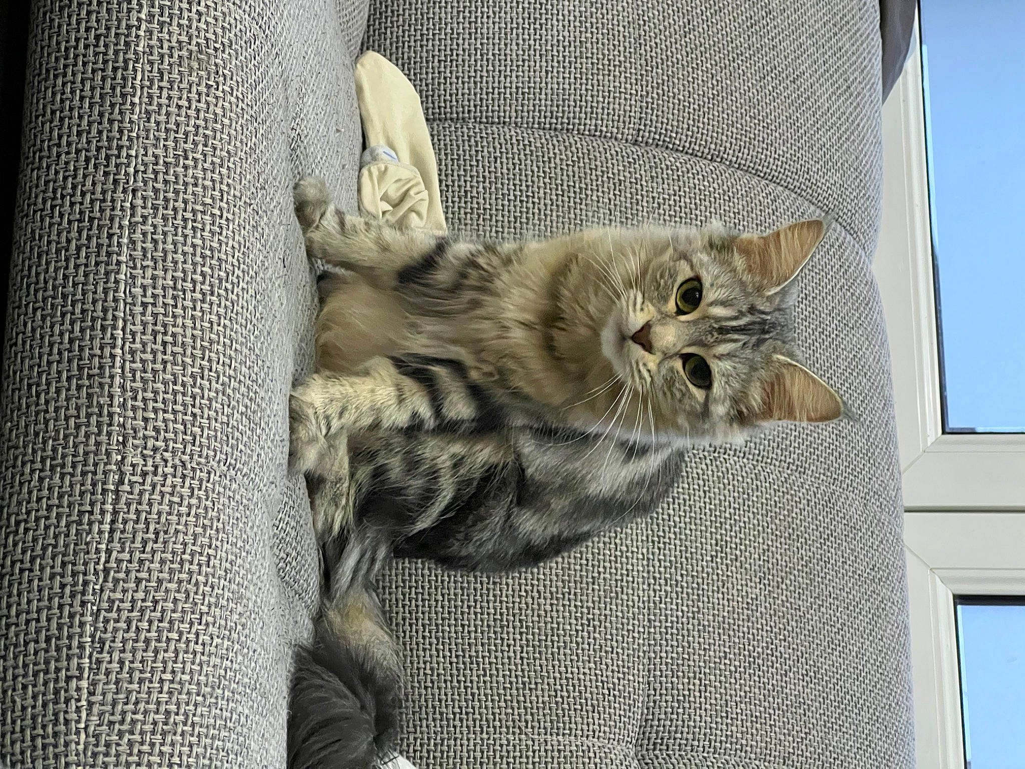 Gribouille a rejoint le concours — aidez-le/la à gagner de superbes lots ! carnivore, cat, claw, comfort, couch, domestic_short_haired_cat, felidae, fur, grey, nap, pattern, paw, sitting, small_to_medium_sized_cats, tail, tree, whiskers, window, wood