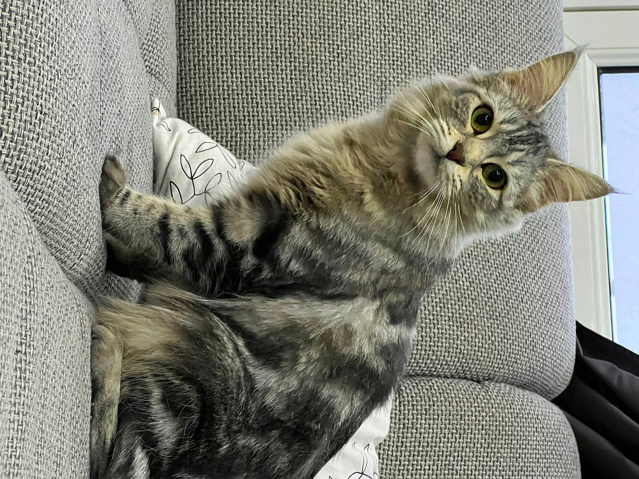 Gribouille participe au concours pour gagner de l'argent avec cette photo : carnivore, cat, claw, comfort, couch, domestic_short_haired_cat, felidae, fur, gesture, grey, human_leg, nap, pattern, paw, sitting, small_to_medium_sized_cats, snout, tail, whiskers, window