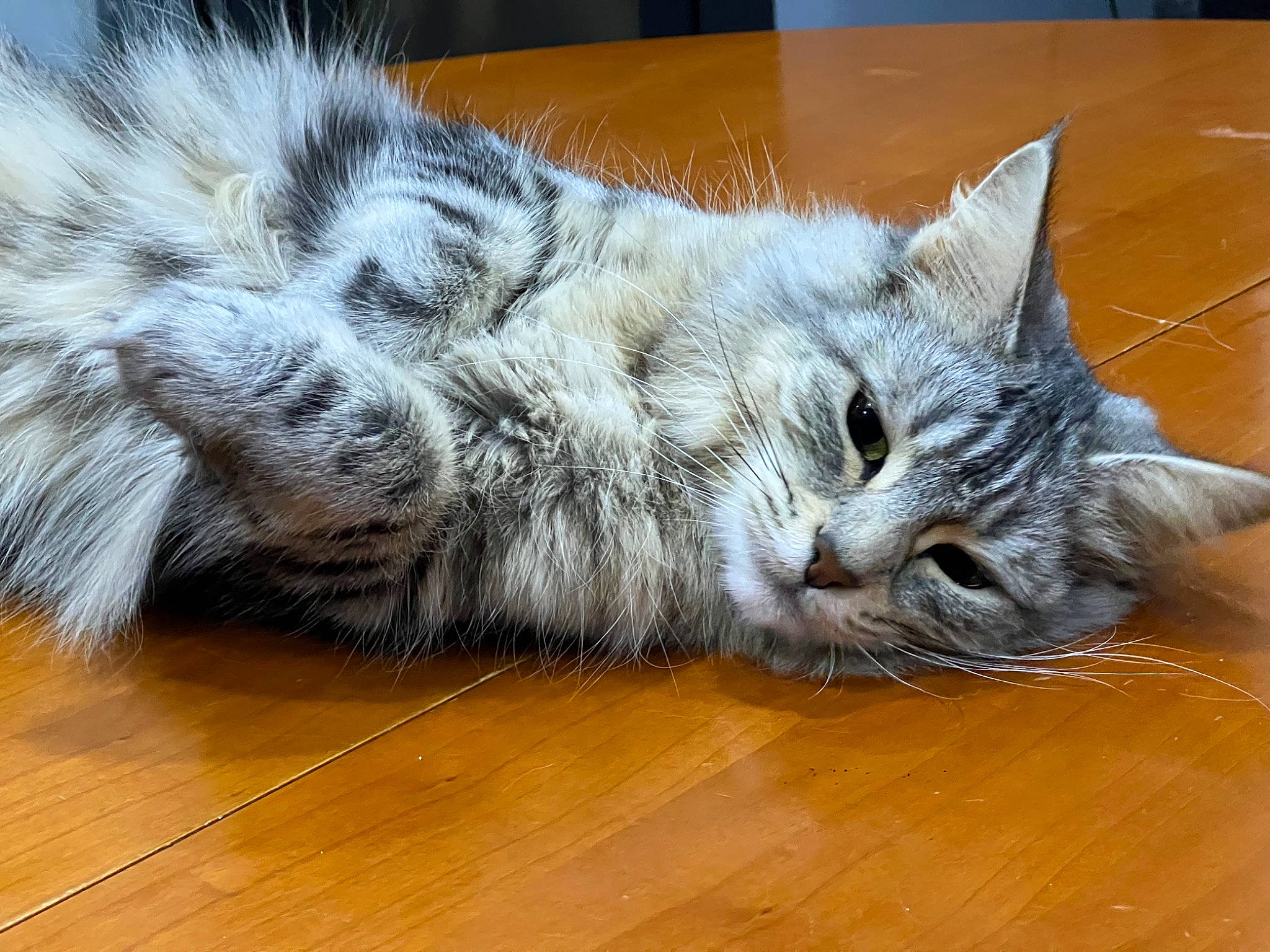 Gribouille a rejoint le concours — aidez-le/la à gagner de superbes lots ! carnivore, cat, claw, comfort, domestic_short_haired_cat, felidae, flooring, fur, grey, hardwood, laminate_flooring, paw, small_to_medium_sized_cats, snout, tail, varnish, whiskers, wood, wood_flooring, wood_stain