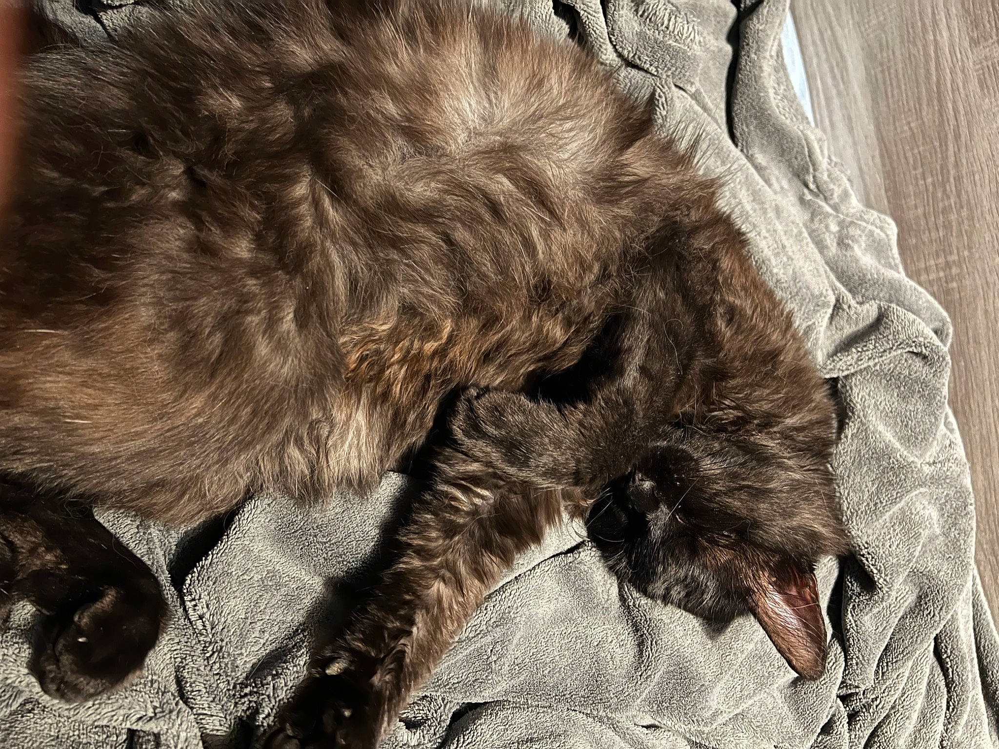 Eben a rejoint le concours — aidez-le/la à gagner de superbes lots ! carnivore, cat, claw, comfort, dog_breed, felidae, foot, fur, grey, monochrome, monochrome_photography, nap, natural_material, paw, sleep, small_to_medium_sized_cats, snout, tail, terrestrial_animal, whiskers