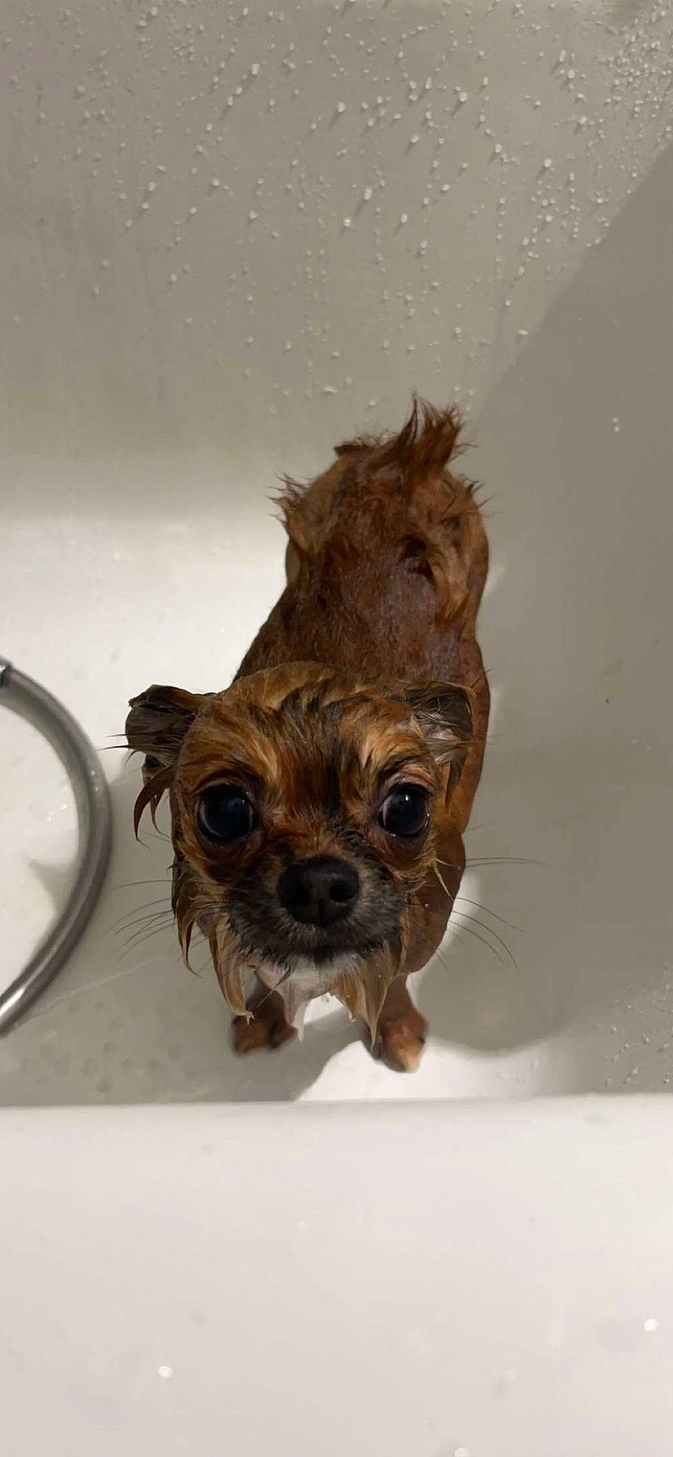 Eros a rejoint le concours — aidez-le/la à gagner de superbes lots ! canidae, carnivore, companion_dog, dog, dog_breed, dog_clothes, dog_supply, fawn, fur, liver, pet_supply, small_terrier, snout, sporting_group, terrier, toy, toy_dog, whiskers, wood, working_animal