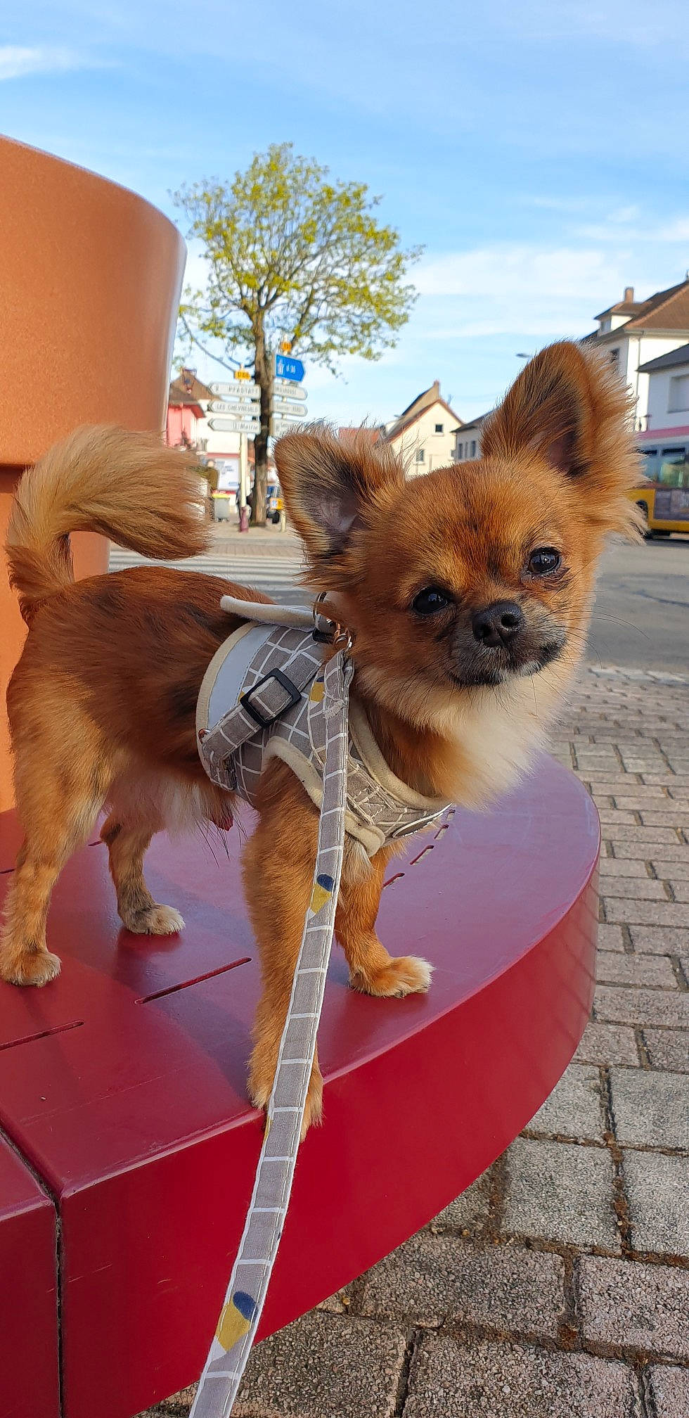 Eros a rejoint le concours — aidez-le/la à gagner de superbes lots ! carnivore, chihuahua, cloud, collar, companion_dog, dog, dog_breed, dog_clothes, dog_supply, fawn, fur, leash, pet_supply, sky, snout, tail, toy_dog, tree, whiskers, working_animal