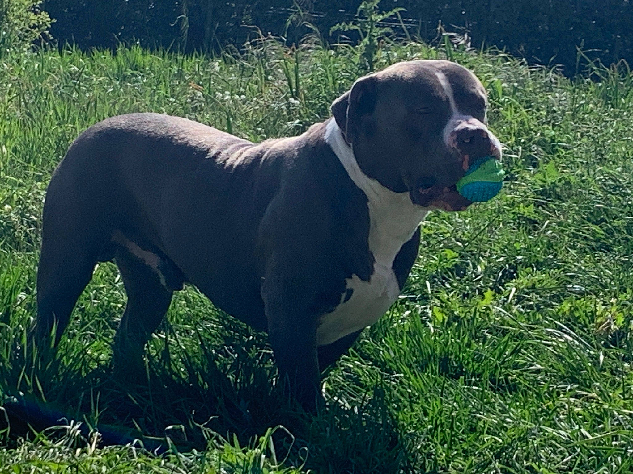 Tyson participe au concours pour gagner de l'argent avec cette photo : carnivore, collar, companion_dog, dog, dog_breed, dog_collar, dog_supply, fawn, grass, grassland, gun_dog, hunting_dog, molosser, non_sporting_group, plant, snout, sporting_group, tail, working_animal, working_dog