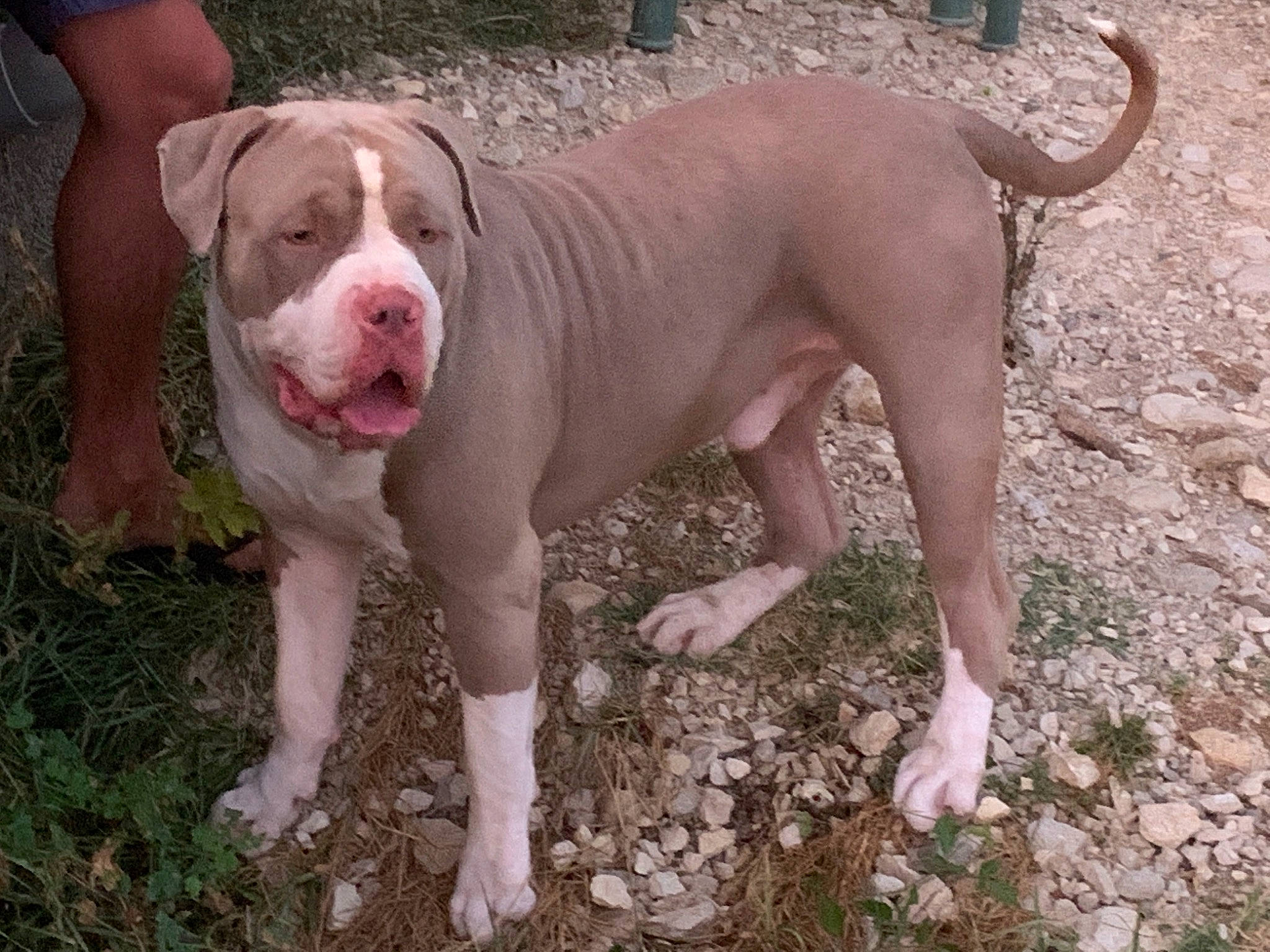 Sparta participe au concours pour gagner de l'argent avec cette photo : carnivore, companion_dog, dog, dog_breed, dog_collar, grass, herbaceous_plant, hunting_dog, non_sporting_group, plant, soil, sporting_group, terrestrial_animal, working_animal