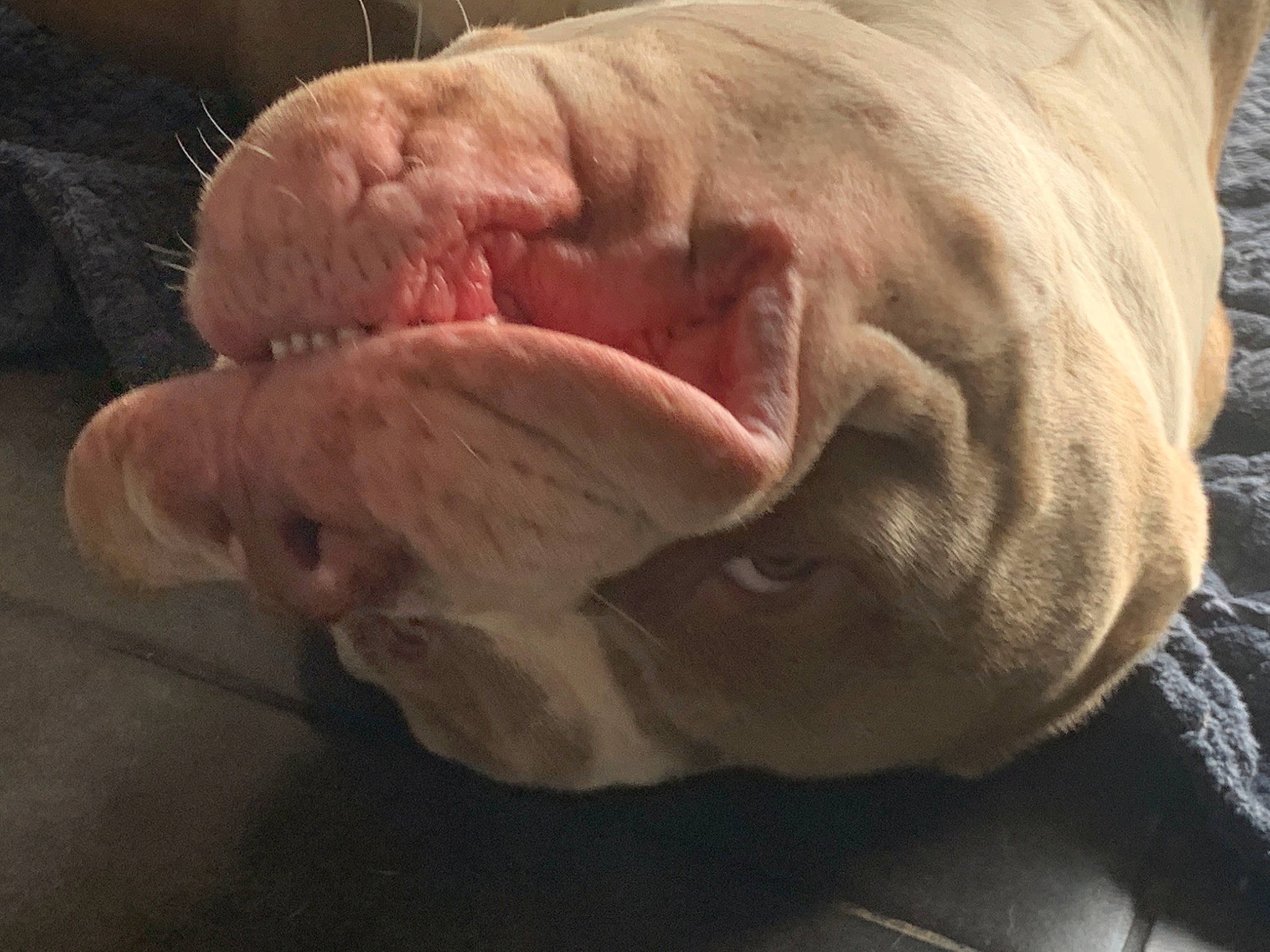 Sparta participe au concours pour gagner de l'argent avec cette photo : canidae, carnivore, comfort, companion_dog, cuisine, dog, dog_breed, ear, fawn, flesh, fur, jaw, liver, non_sporting_group, scar, snout, sporting_group, terrestrial_animal, whiskers, wrinkle