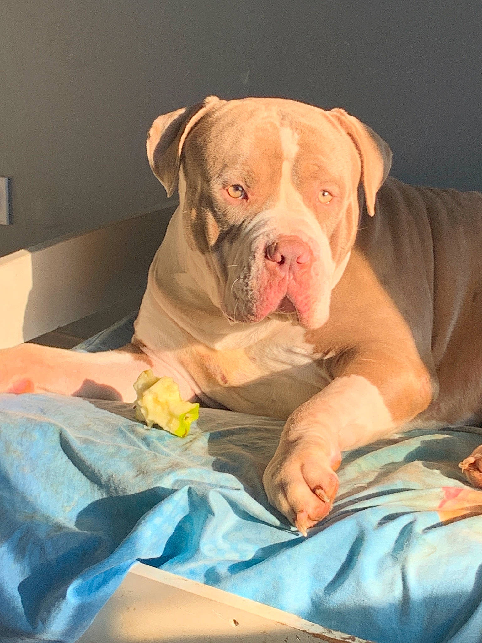 Sparta a rejoint le concours — aidez-le/la à gagner de superbes lots ! bulldog, canidae, carnivore, comfort, companion_dog, dog, dog_breed, dog_supply, fawn, linens, liver, non_sporting_group, paw, peach, puppy, sporting_group, terrestrial_animal, whiskers, working_animal, wrinkle