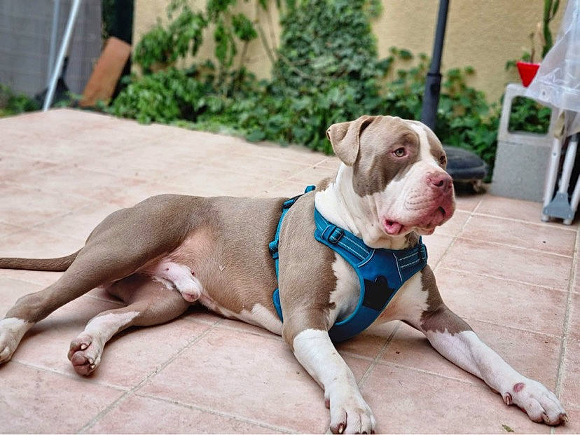 Sparta participe au concours pour gagner de l'argent avec cette photo : canidae, carnivore, collar, companion_dog, dog, dog_breed, dog_collar, dog_supply, fawn, leash, non_sporting_group, pet_supply, plant, snout, sporting_group, working_animal