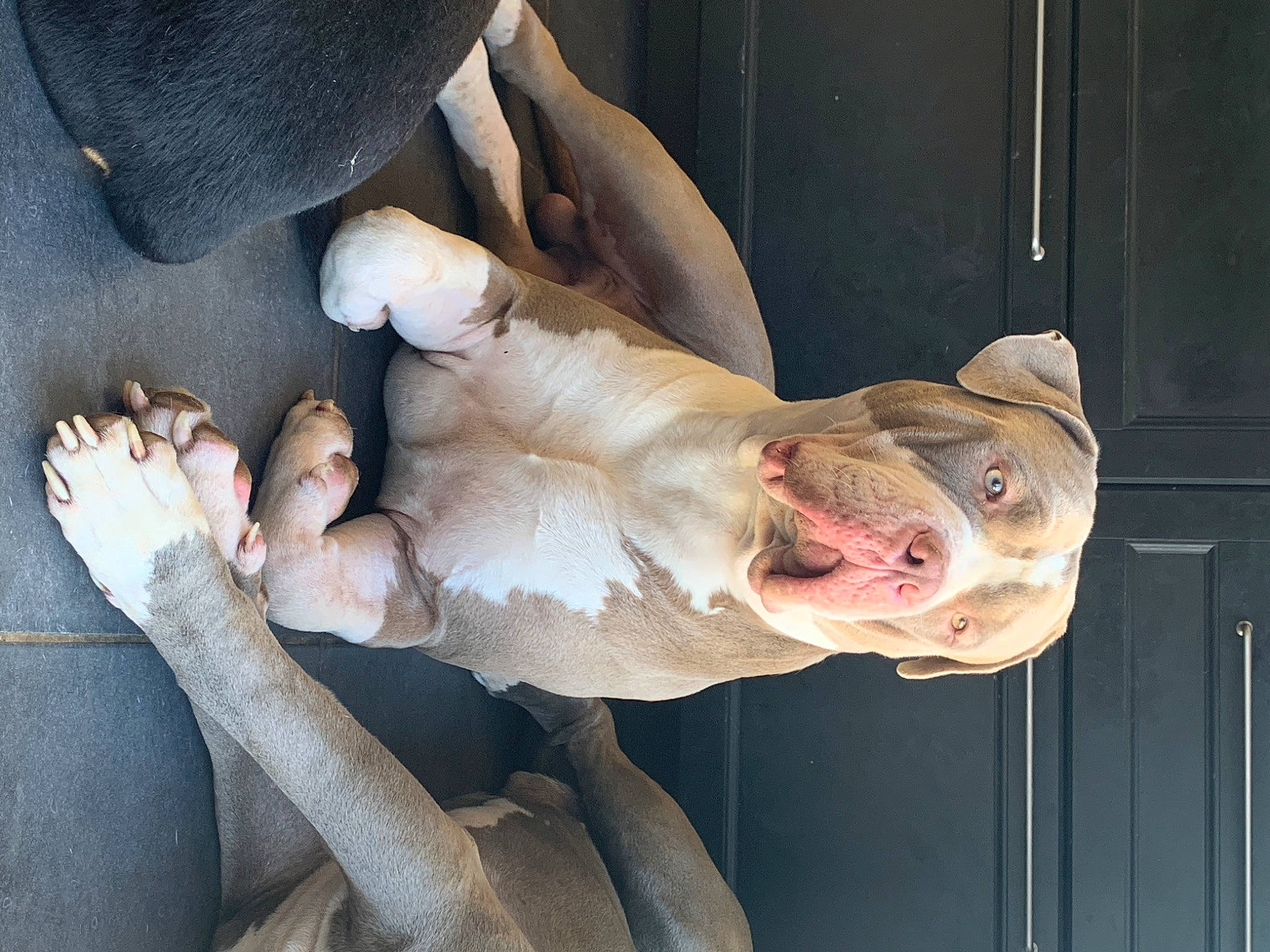 Sparta a rejoint le concours — aidez-le/la à gagner de superbes lots ! dog_breed, elbow, fawn, flesh, food, foot, fur, gesture, human_leg, jaw, livestock, mammal, meat, mouth, snout, tail, terrestrial_animal, throat, vertebrate, working_animal