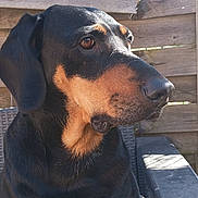 Pépito a rejoint le concours — aidez-le/la à gagner de superbes lots ! animal, black_and_tan, calm, companion, daylight, dog, ears, fur, mammal, nature, nose, outdoor, pet, portrait, side_view, sitting, sunlight, whiskers, wicker_chair, wooden_fence