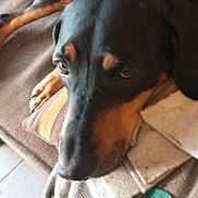 Pépito a rejoint le concours — aidez-le/la à gagner de superbes lots ! dog, pet, canine, close_up, portrait, resting, sofa, pillow, blanket, furry, black_and_tan, snout, eye, nail, indoor, cozy, large_dog, curious, whiskers, floor