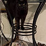black_cat, cat, glass_table, indoor, stack_of_newspapers, boots, floor, wall, curious, pet, furniture, reflection, animal, yellow_eyes, domestic_cat, household, metal_frame, looking, shadow, cozy