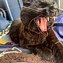 Phoenix joined the competition — help win amazing prizes! black_cat, cat, yawning, pet, indoor, close_up, animal, feline, whiskers, teeth, tongue, paws, blanket, cozy, fur, relaxed, sleepy, domestic_cat, cute, resting