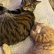 Fox is registered to the contest to win money with this photo: animal, blanket, cat, companion, cozy, cute, cute_animals, domestic_animal, feline, friendship, fur, indoor, paw, pet, relaxation, resting, sleeping_cat, soft, tabby_cat, whiskers