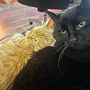 Fox is registered to the contest to win money with this photo: black_cat, cat, chair, close_up, companion, cozy, eyes, feline, fur, hardwood_floor, indoor, living_room, orange_cat, pair_of_cats, pet, portrait, relaxed, sleepy, stare, whiskers