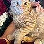 animal, blanket, cat, close_up, comfort, cozy, cute, domestic_cat, fur, furry, hands, human, indoor, kitten, orange_tabby, pet, relaxed, soft, warm, whiskers