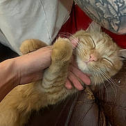 Fox is registered to the contest to win money with this photo: animal, cat, closeup, comfort, content, feline, gentle, hand, human_animal_interaction, indoor, leather, orange_tabby, paw, pet, relaxation, resting, scratching, sleepy, tattoo, whiskers
