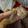 animal, cat, closeup, comfort, content, feline, gentle, hand, human_animal_interaction, indoor, leather, orange_tabby, paw, pet, relaxation, resting, scratching, sleepy, tattoo, whiskers