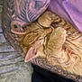 animal, arm, cat, close_up, cozy, curled_up, cute, feline, fur, gray_blanket, indoor, orange_tabby, paw, pet, purple_cloth, relaxed, resting, sleeping, soft_texture, tattoo