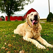 Koda joined the competition — help win amazing prizes! dog, golden_retriever, grass, outdoor, animal, pet, tongue_out, happy, lying_down, farm, barn, tree, nature, canine, mammal, fur, smiling, summer, daytime, blurred_background