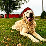 dog, golden_retriever, grass, outdoor, animal, pet, tongue_out, happy, lying_down, farm, barn, tree, nature, canine, mammal, fur, smiling, summer, daytime, blurred_background