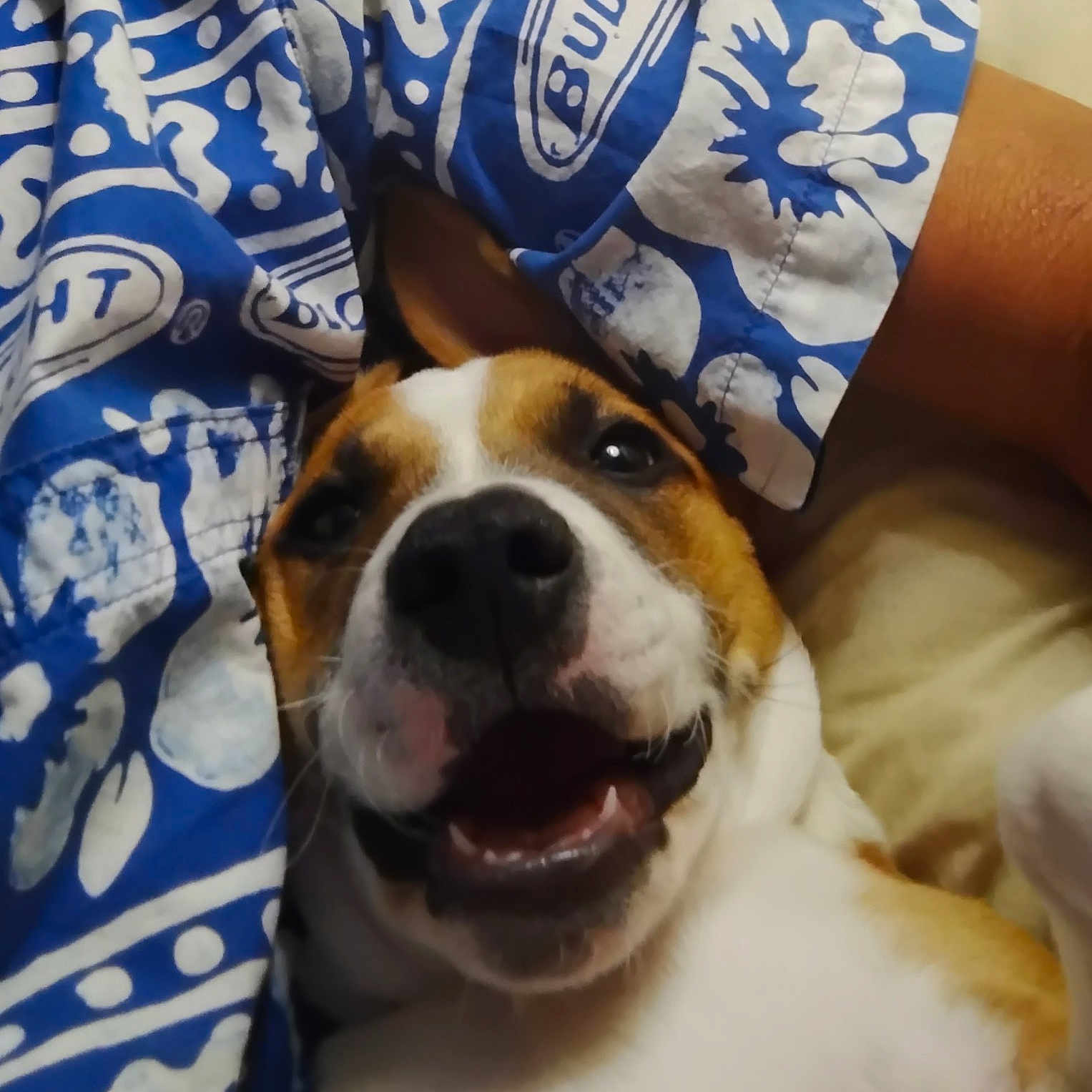 Tuffy joined the competition — help win amazing prizes! animal, beagle, bed, blanket, bodypart, boxer, bulldog, canine, cushion, dog, furniture, homedecor, hound, indoors, interiordesign, person, pet, puppy, quilt, sleeping