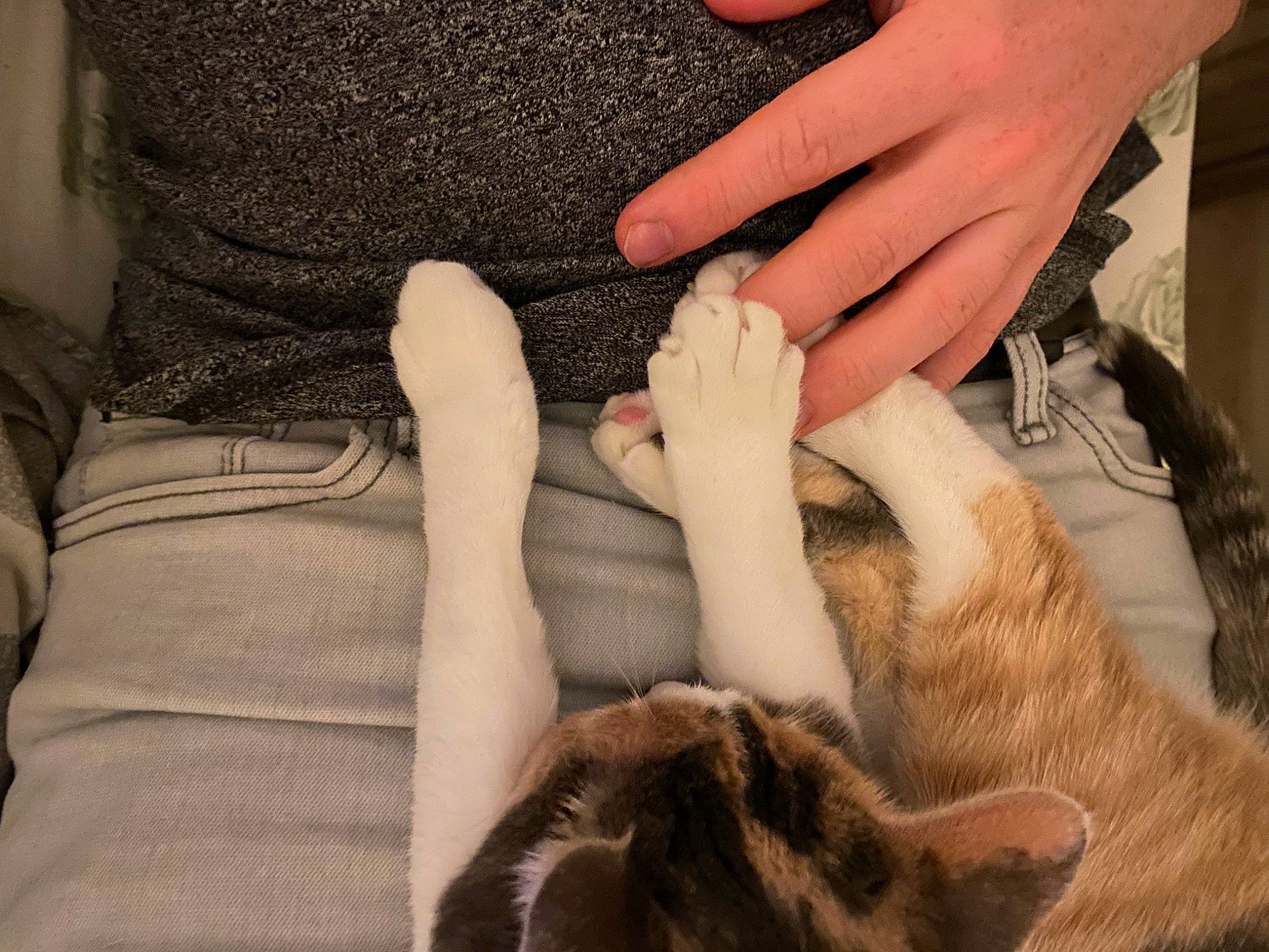 Kalli joined the competition — help win amazing prizes! carnivore, cat, comfort, fashion_accessory, felidae, finger, foot, fur, gesture, hand, holding_hands, human_leg, leg, nail, nail_care, textile, thigh, thumb, whiskers, wrist