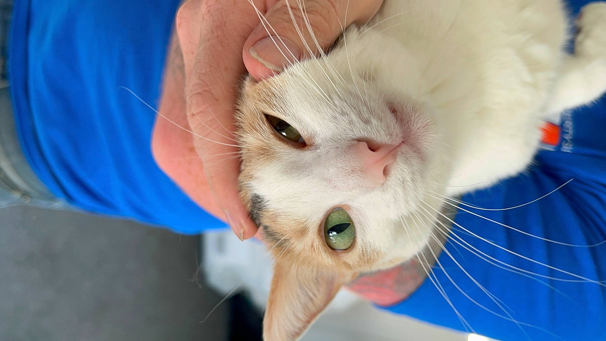 Kalli joined the competition — help win amazing prizes! carnivore, cat, claw, domestic_short_haired_cat, ear, electric_blue, eye, eyelash, fang, fawn, felidae, finger, fur, gesture, nail, paw, small_to_medium_sized_cats, snout, tail, whiskers