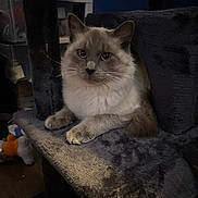 Mokuba is registered to the contest to win money with this photo: cat, feline, blue_eyes, colorpoint, fluffy, whiskers, paws, cat_tree, indoor, pet, portrait, looking_at_camera, fur, ears, sitting, plush, home, shelf, toy, cozy