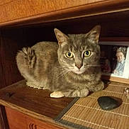 Soya Lolita a rejoint le concours — aidez-le/la à gagner de superbes lots ! cat, gray_cat, pet, animal, feline, whiskers, green_eyes, sitting, indoor, wooden_cabinet, furniture, shelf, home_decor, framed_photo, portrait, table_mat, cozy, alert, close_up, wood_grain