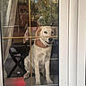 calm, collar, cozy, curious, curtains, dog, domestic, floor, furniture, glass_door, golden_grid, home, indoor, person_reflection, pet, reflection, sitting, table, white_dog, window