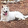 Bianca participe au concours pour gagner de l'argent avec cette photo : animal, canine, dog, floppy_ears, fur, garden, greenery, happy, lying_down, mulch, nature, outdoor, panting, pet, pointed_ears, portrait, rocks, smiling, tongue_out, white_dog
