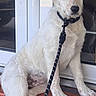 animal, canine, collar, curious, dog, doorstep, ears, front_paws, fur, glass_door, house, leash, outdoor, pet, puppy, reflection, resting, sitting, white_dog, young_dog