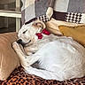 animal, blanket, bow_tie, comfortable, couch, cozy, curled_up, cute, dog, domestic, fur, home, indoor, leopard_print, pet, pillow, relaxed, resting, sleeping, white_fur