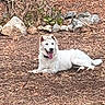 animal, canine, cool, dog, dry_leaves, grass, happy, laying_down, nature, outdoor, pet, plants, relaxed, rocks, shade, summer, sunglasses, sunny, tongue_out, white_dog