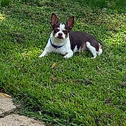 Peewee is registered to the contest to win money with this photo: dog, boston_terrier, pet, grass, outdoor, park, lying_down, black_and_white, blue_collar, large_ears, short_hair, animal, canine, lawn, nature, sunlight, portrait, front_view, relaxed, sidewalk