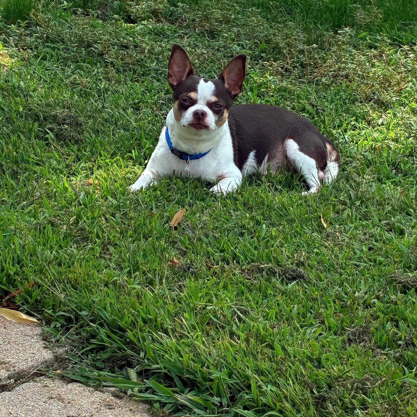 Peewee