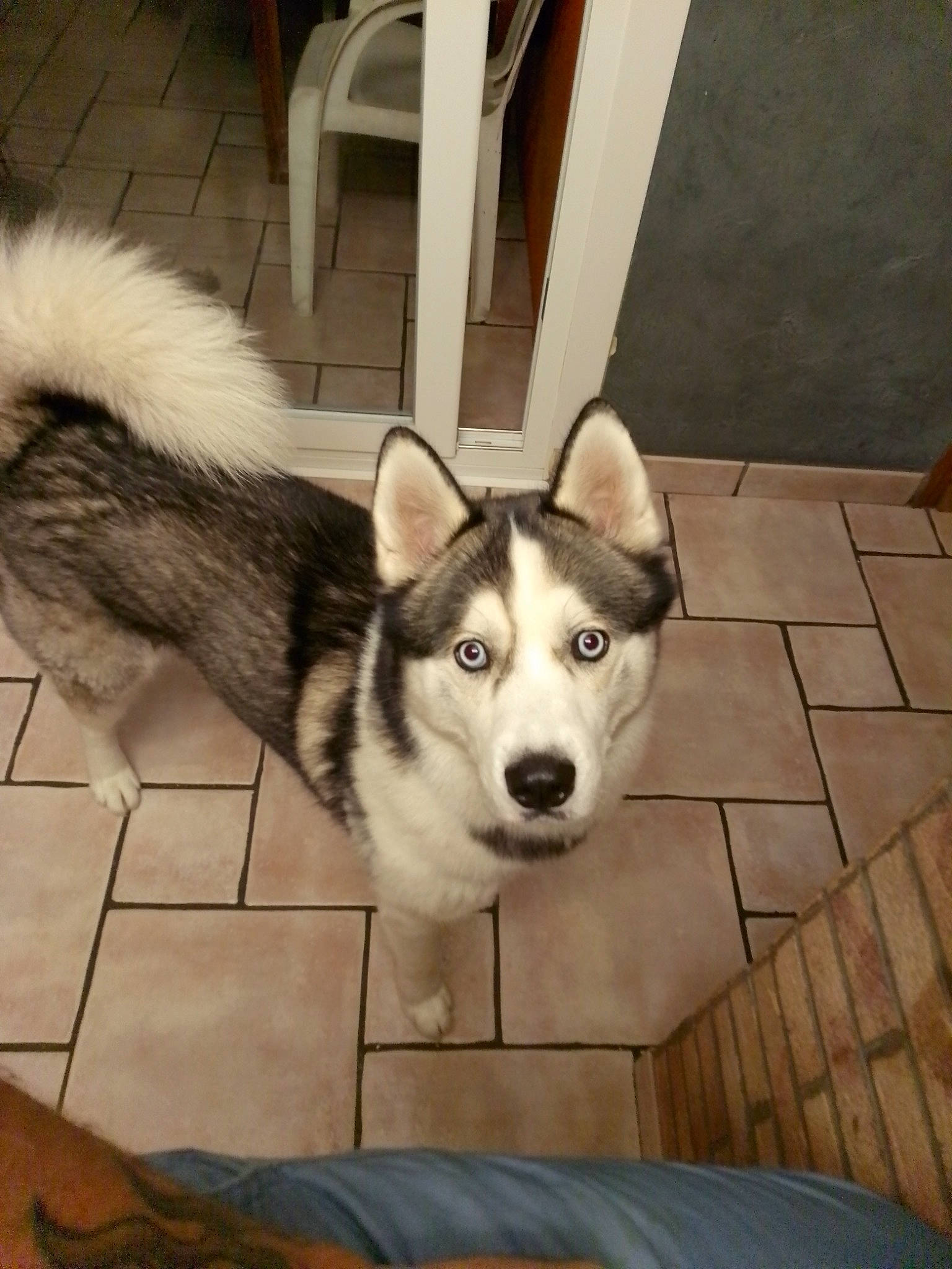 Diamant a rejoint le concours — aidez-le/la à gagner de superbes lots ! ancient_dog_breeds, canidae, canis, carnivore, companion_dog, dog, dog_breed, floor, flooring, fur, non_sporting_group, siberian_husky, sled_dog, snout, sporting_group, tail, terrestrial_animal, wood, working_animal, working_dog