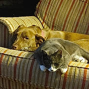 Miss Thang joined the competition — help win amazing prizes! dog, cat, couch, striped_fabric, pet, animal, indoor, relaxing, sunlight, furniture, brown_dog, gray_cat, cozy, companion, resting, domestic_animal, cute, nap, living_room, paw