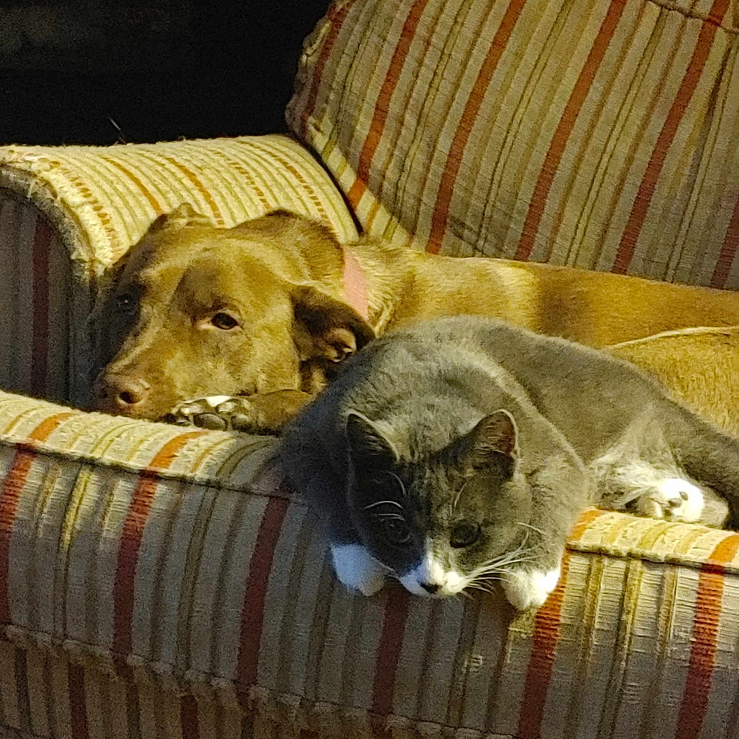 Miss Thang joined the competition — help win amazing prizes! animal, brown_dog, cat, companion, couch, cozy, cute, dog, domestic_animal, furniture, gray_cat, indoor, living_room, nap, paw, pet, relaxing, resting, striped_fabric, sunlight