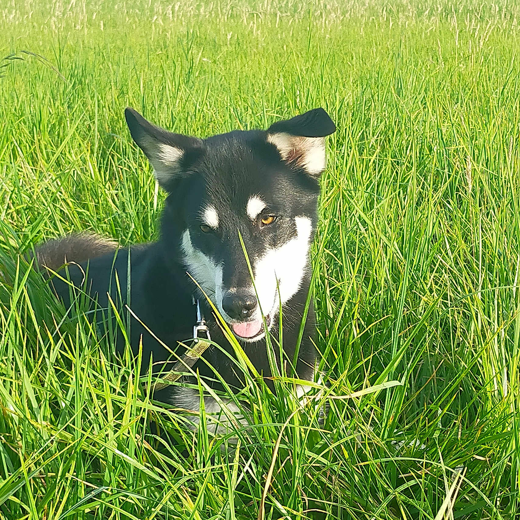 Ruben participe au concours pour gagner de l'argent avec cette photo : dog, canine, black_and_white, grass, meadow, field, outdoors, nature, sunlight, animal, pet, sitting, portrait, tongue_out, upright_ears, collar, leash, greenery, rural, summer