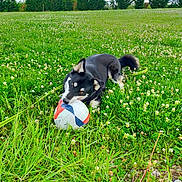Ruben participe au concours pour gagner de l'argent avec cette photo : dog, puppy, black_and_white_dog, soccer_ball, meadow, grass, clover, flowers, outdoor, playing, biting, ball, pets, animal, canine, green_field, hedges, cloudy_sky, nature, action_photo