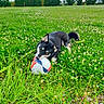 dog, puppy, black_and_white_dog, soccer_ball, meadow, grass, clover, flowers, outdoor, playing, biting, ball, pets, animal, canine, green_field, hedges, cloudy_sky, nature, action_photo