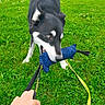 Ruben participe au concours pour gagner de l'argent avec cette photo : dog, black_and_white, outdoors, grass, lawn, garden, toy, tug_of_war, playing, leash, hand, pet, canine, animal, portrait, close_up, active, energetic, greenery, backyard