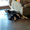 dog, black_and_white, pet, lying_down, upside_down, relaxed, playful, indoor, living_room, tile_floor, sofa, furniture, window, daylight, home, animal, paws, tail, portrait, funny