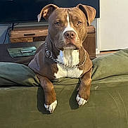 Tripp joined the competition — help win amazing prizes! animal, brown, canine, chain_collar, couch, dog, domestic, ears, focus, furniture, home, indoor, living_room, looking, paws, pet, portrait, resting, television, white