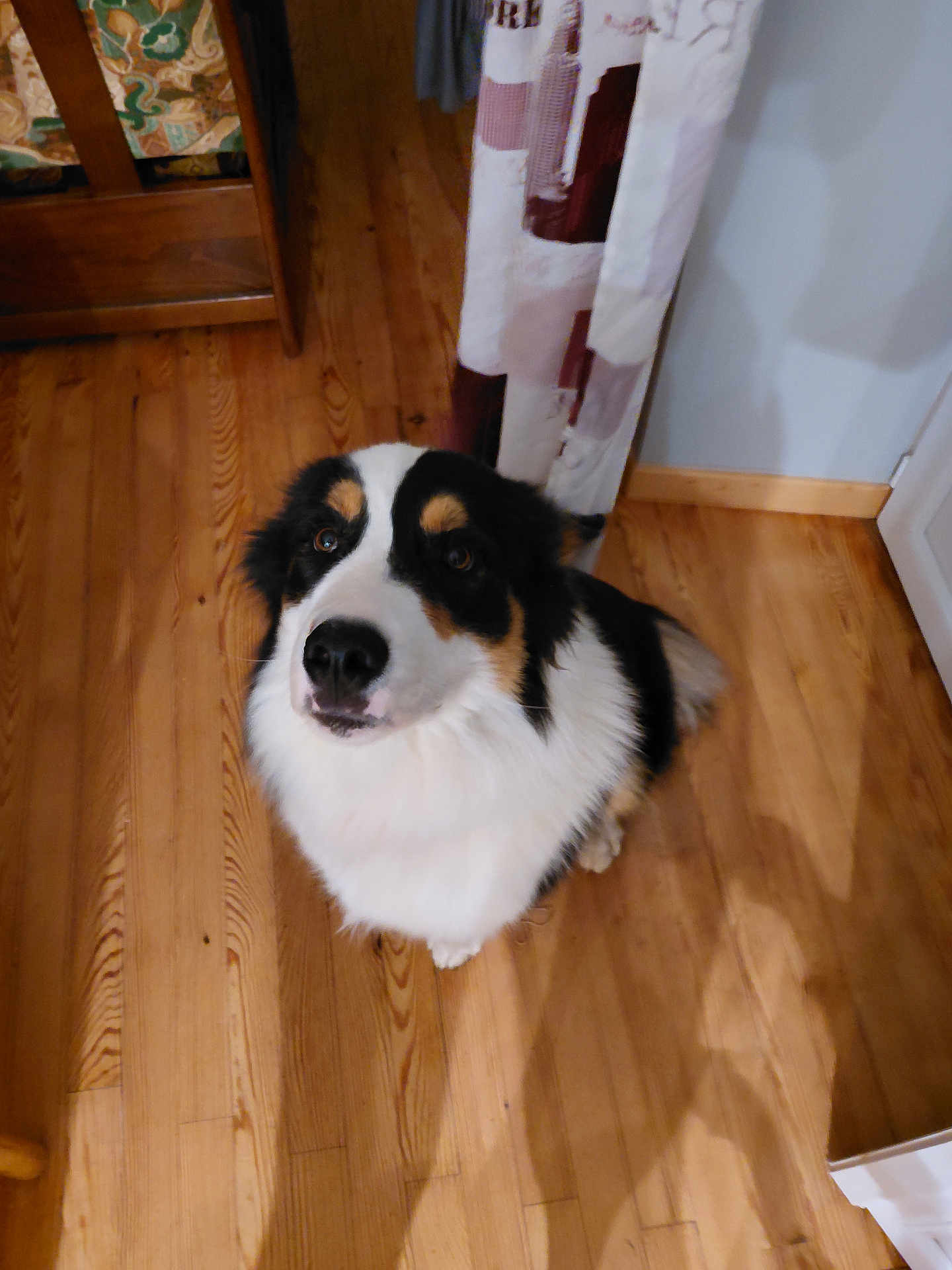 Alaska participe au concours pour gagner de l'argent avec cette photo : dog, tricolor, indoor, wooden_floor, curtains, furniture, pet, looking_up, fluffy, canine, domestic_animal, brown, black, white, ears, nose, eyes, shadow, flooring, home