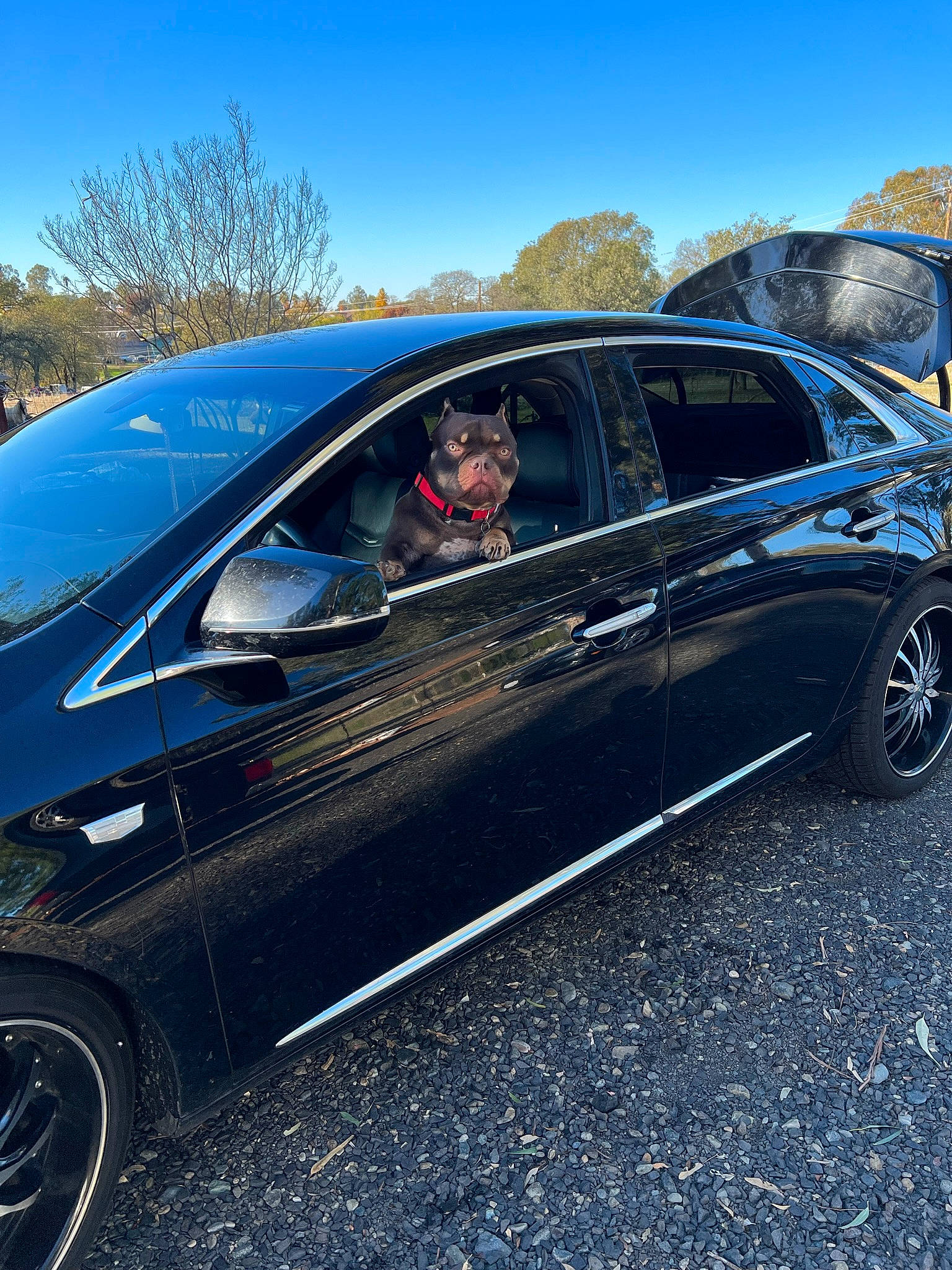 Gizmo is registered to the contest to win money with this photo: alloy_wheel, automotive_design, automotive_exterior, automotive_lighting, automotive_tire, car, fender, hood, hubcap, motor_vehicle, personal_luxury_car, rim, rolling, sky, tire, tree, vehicle, vehicle_door, wheel, window